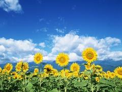 summer