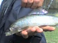 Хариус ,Бугульминский р-н