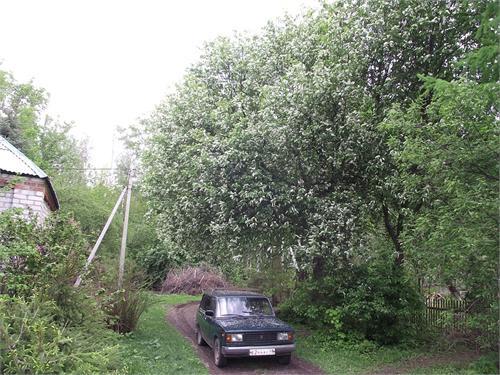 весна2011  Становое (лесничество)