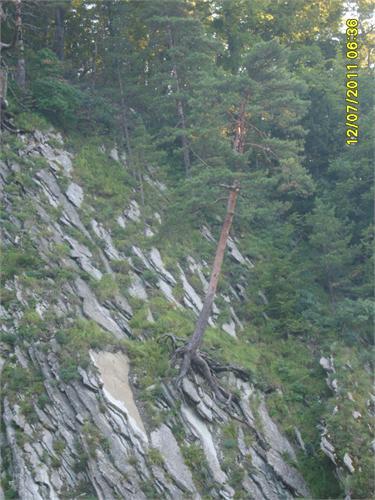 сосна закогтилась