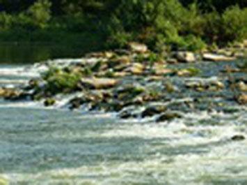 р.Быстрая сосна