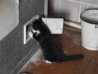 Вася печник