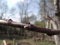 муравей в поиске