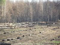 лес который сгорел прошлым летом
