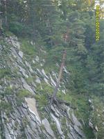 сосна закогтилась