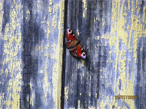 Местные бабочки