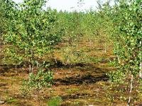 Места добычи торфа