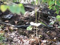 Змея греется на месте зарытого клада