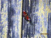 Местные бабочки