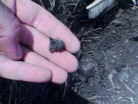 Под средним пальцем виден кусочек керамики, в горшке были вот такие вот грибочки