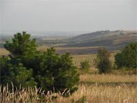Вид на местность с места закопушки окаменевшего дерева.