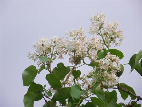 Белая сирень