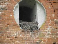 Смотритель церкви живет здесь-Черный ворон.