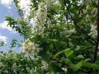 Черемуха местная