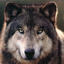 Я рыскаю по лесам,полям,оврагам и холмам в поисках добычи!