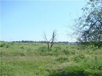 Травы мало.Коровы делают своё дело.