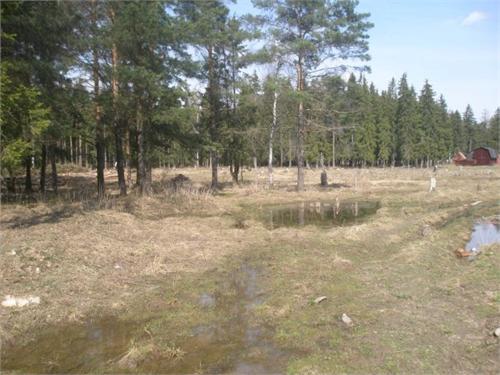 Весна. Владимрская обл.