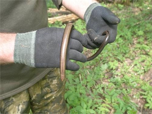 Весна. Веретенница.