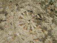 На крышке каменного саркофага. Такие занки делались во времена Ивана Грозного, на захоронениях знатных людей. Найден рядом с разорённым курганом. Ярославская обл. близ д.Ивкино.