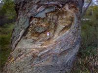 я вот такое дерево встретил !ему наверно лет 150?