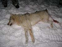 Хороший Волк Мертвый Волк.