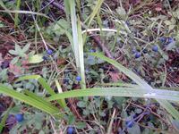 Собирать чернику это Вам не монеты копать