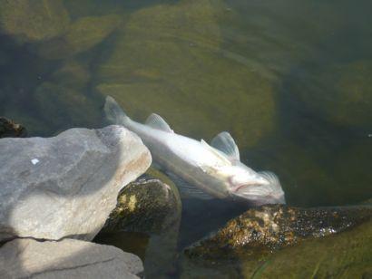 Пруд-охладитель АЭС