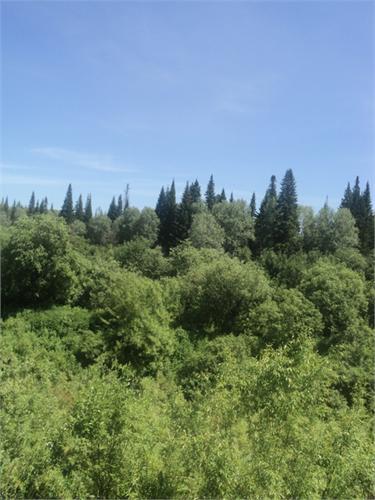 Чумышская тайга