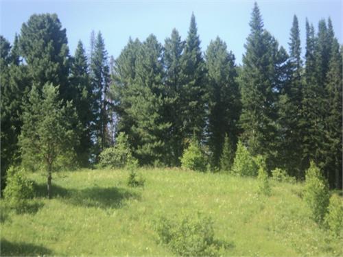 Алтайская тайга