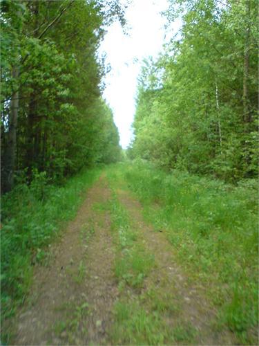 Лесная дорога