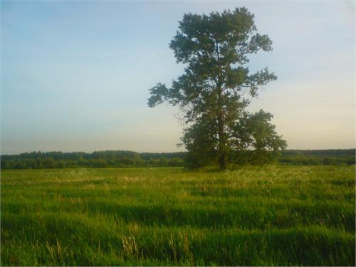 Одинокое дерево