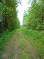 Лесная дорога