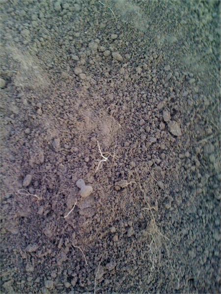 пуговка-гирька