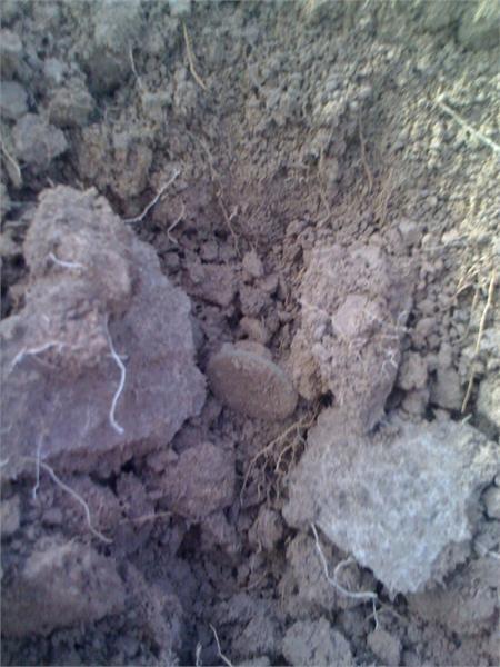 Копать не требуется 2