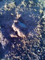 Копать не требуется 1