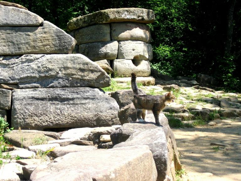 Дольмены охраняют кошки