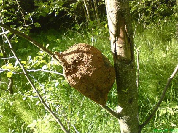 Горшок 3 рейх