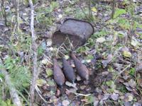 Пошло в Костер