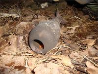 Выпал Тротила