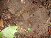 Бляха при находке 3 рейх