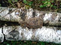 граната была Разобрана и продана