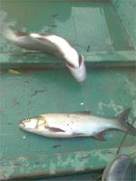 Не большой жерех