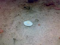 Иногда денежки лежат вот так,на виду,на осушенных речных разливах,но вода и солнце убивают сохран до нуля...