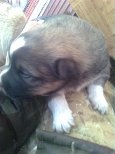 Ростёт средство самообороны на копе! 