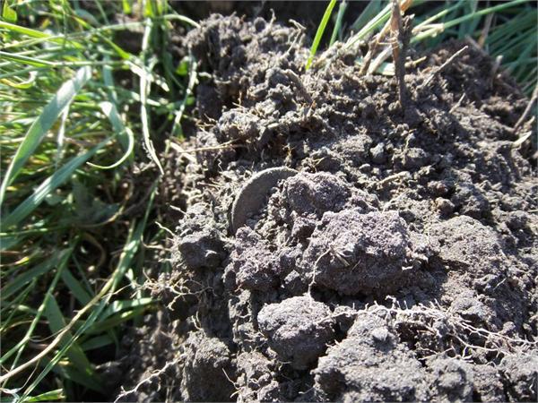 Вот она.....вот она...