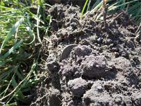 Вот она.....вот она...