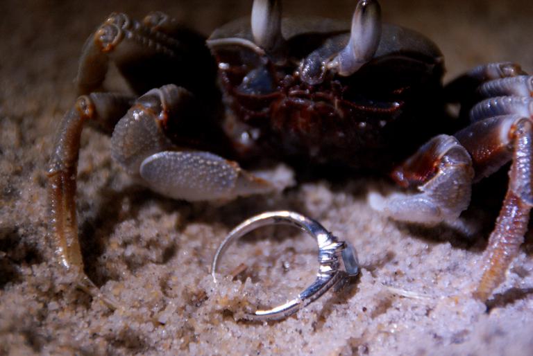 Кольцо и краб. Кто-то теряет, а кто-то находит. 