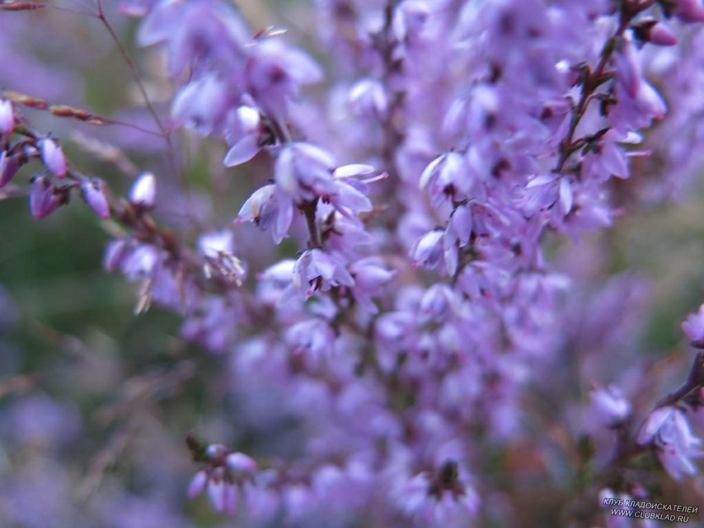 2-18 Вся долина, на сколько хватает глаз покрыта  феолетовыми цветами