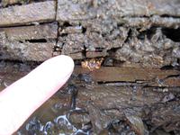 Самородок в рыхлом плотике. Отработанный полигон. 