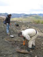 Самородковое гнездо на террасе найдено металлоискателем. Чтобы не тратить время и силы на выуживания каждого самородка, просто загружаем породу в лоток и промываем. 